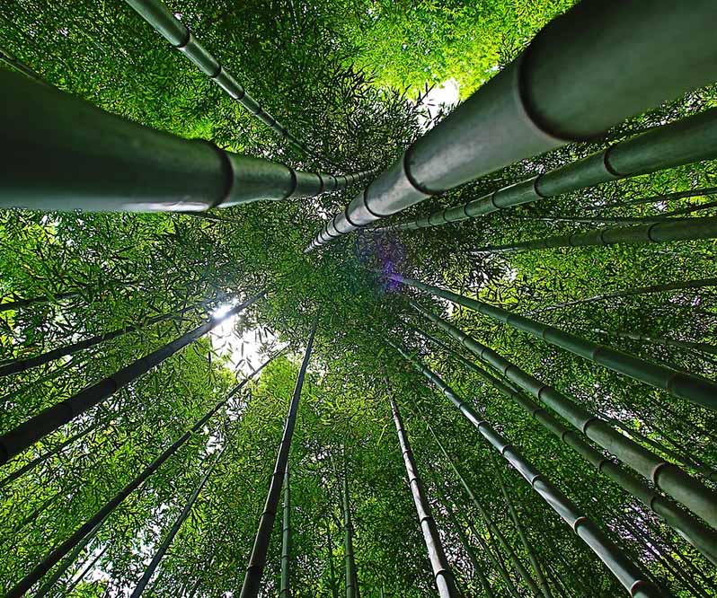 Truong Dinh Holdings Co. Ltd