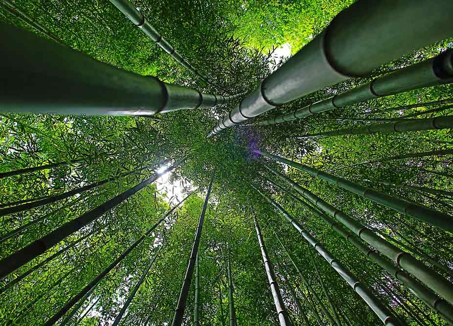 Truong Dinh Holdings Co. Ltd